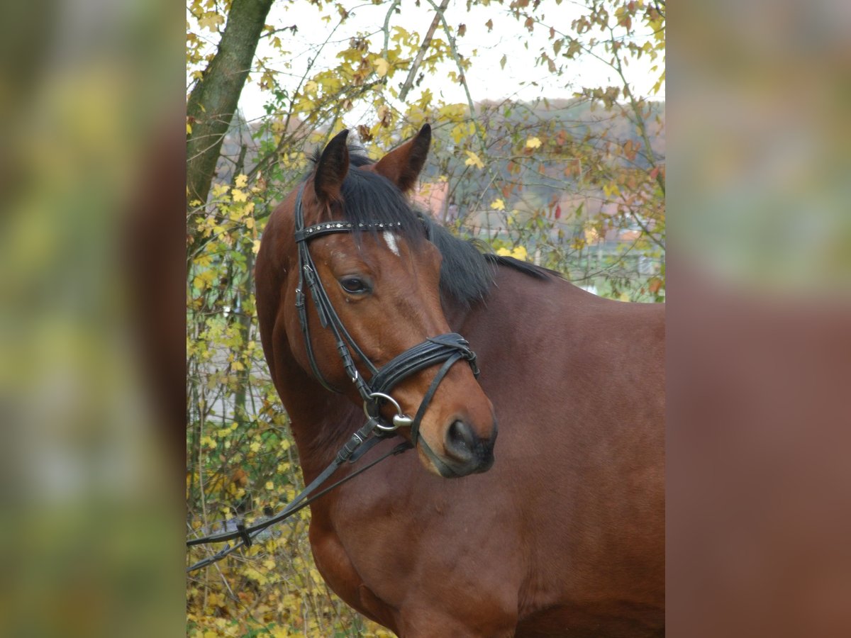 Westfale Wallach 10 Jahre 160 cm Brauner in Olfen