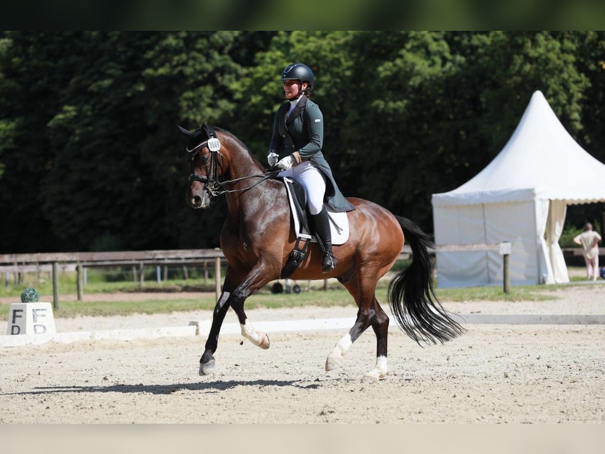Westfale Wallach 10 Jahre 161 cm in Witten