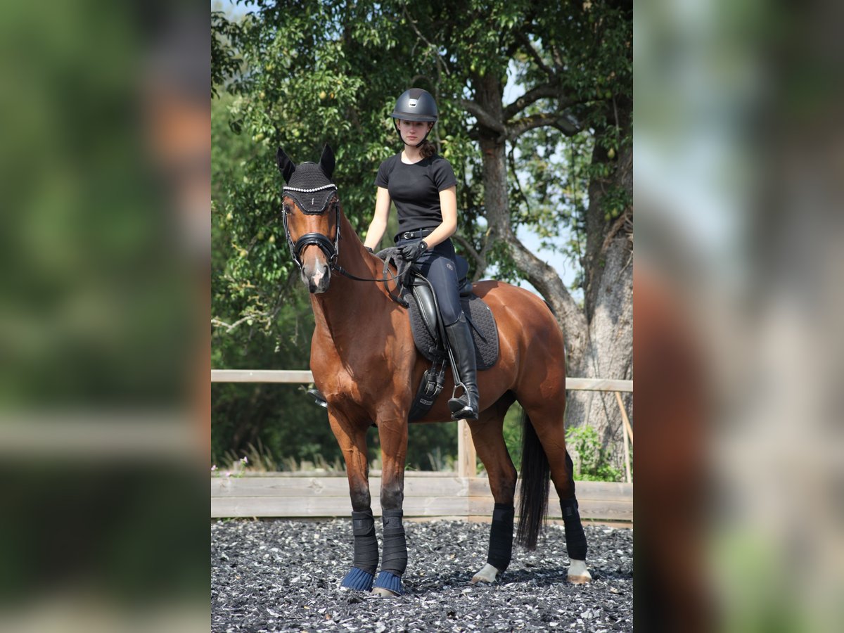 Westfale Wallach 10 Jahre 164 cm Brauner in Haan
