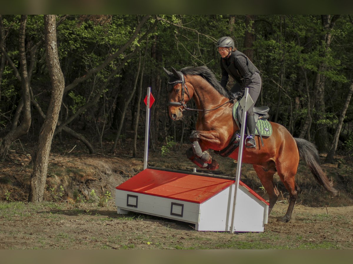 Westfale Wallach 10 Jahre 165 cm Brauner in Wietmarschen