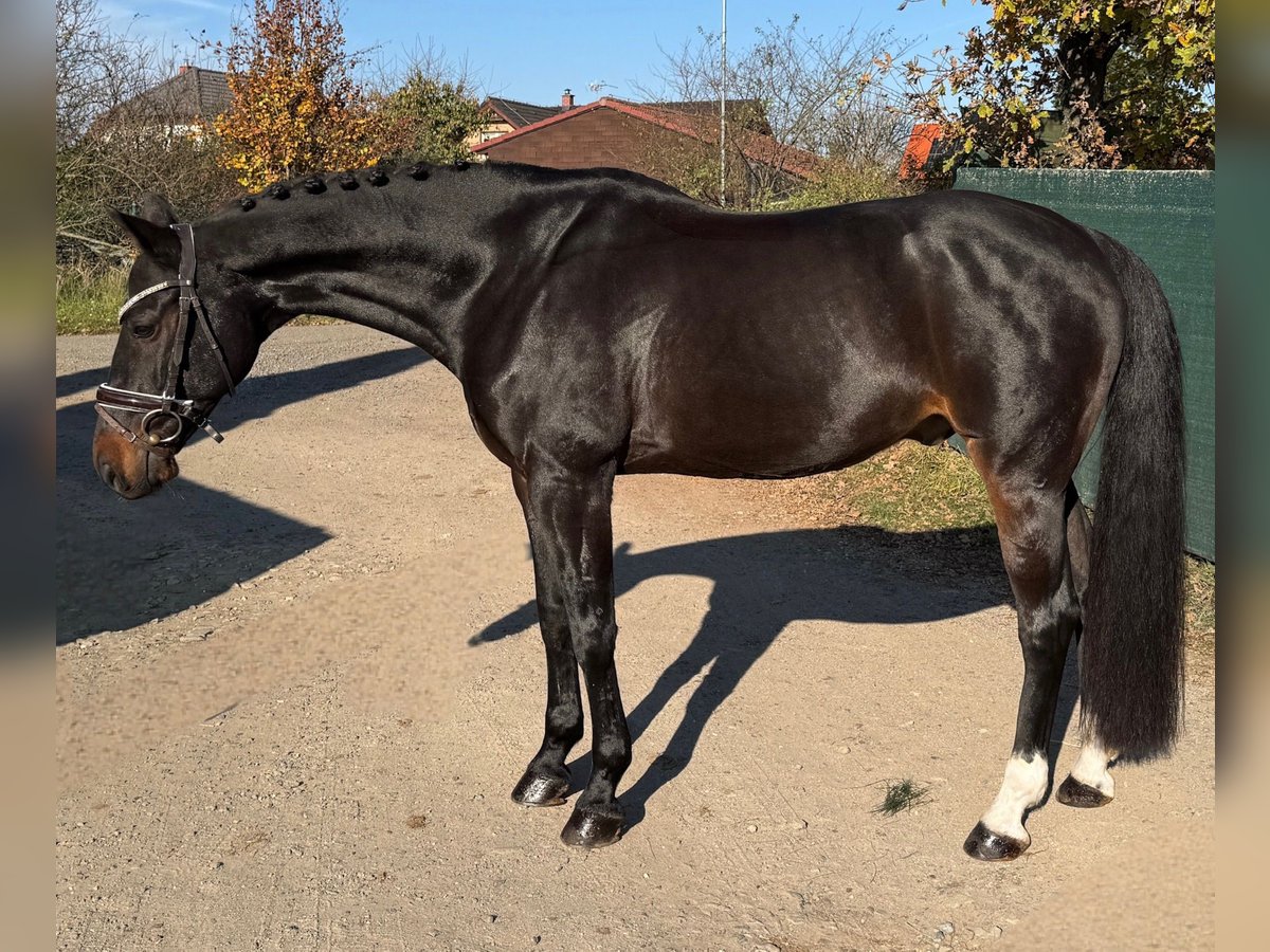 Westfale Wallach 10 Jahre 165 cm Rappe in Mladá Boleslav