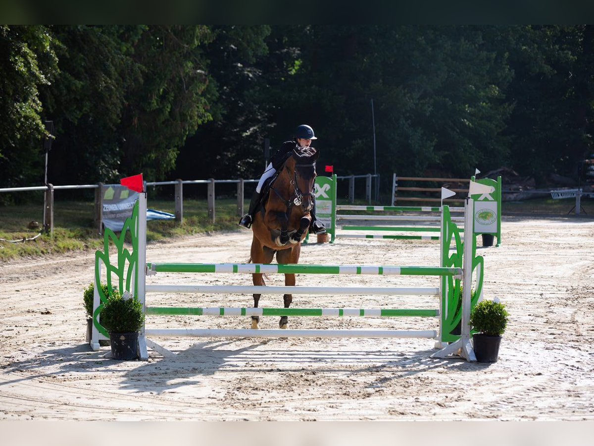 Westfale Wallach 10 Jahre 168 cm Brauner in Neuerkich