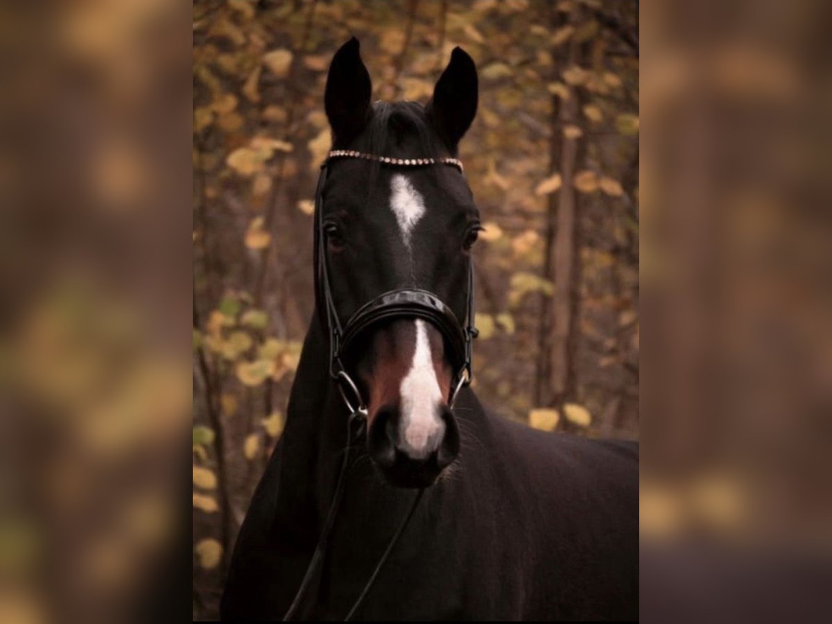 Westfale Wallach 10 Jahre 168 cm Dunkelbrauner in &#xDC;ttfeld