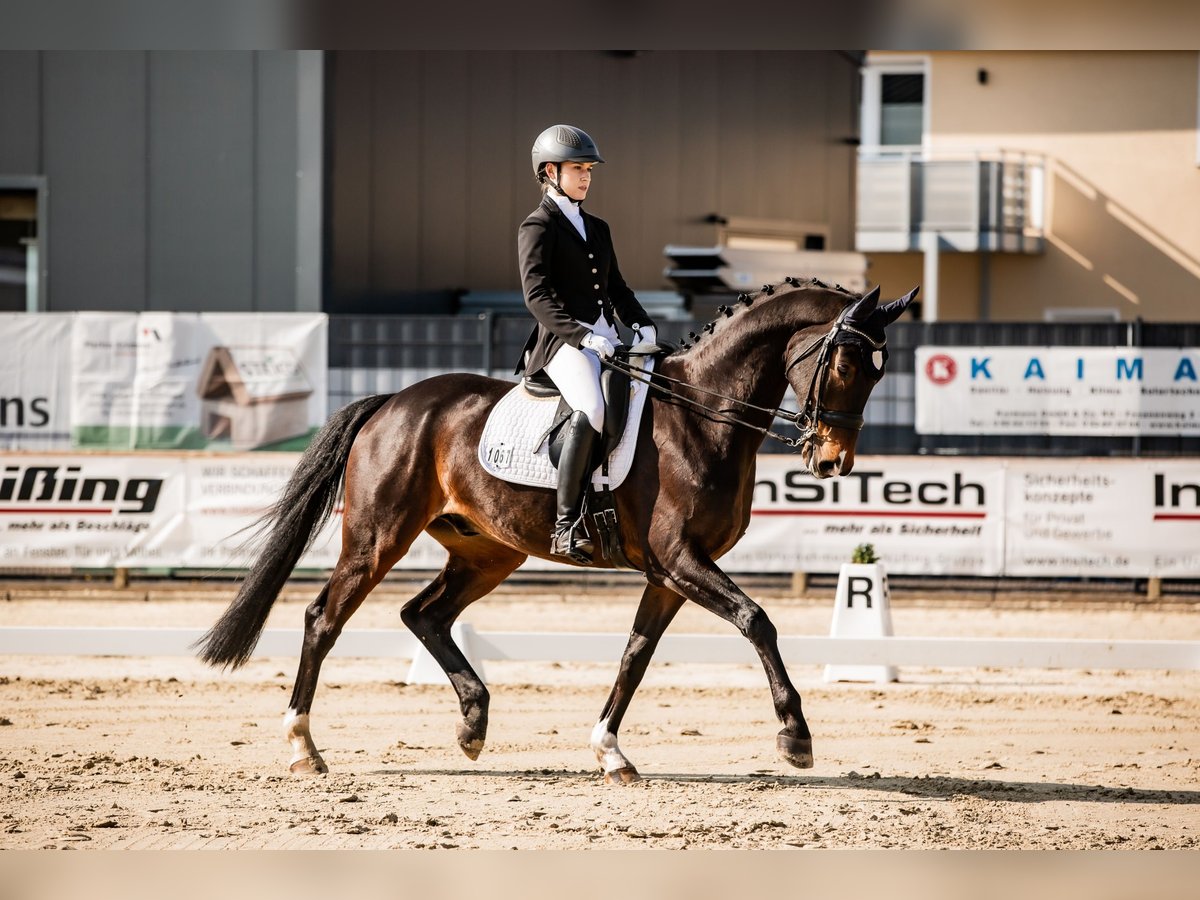 Westfale Wallach 10 Jahre 169 cm Brauner in Bielefeld