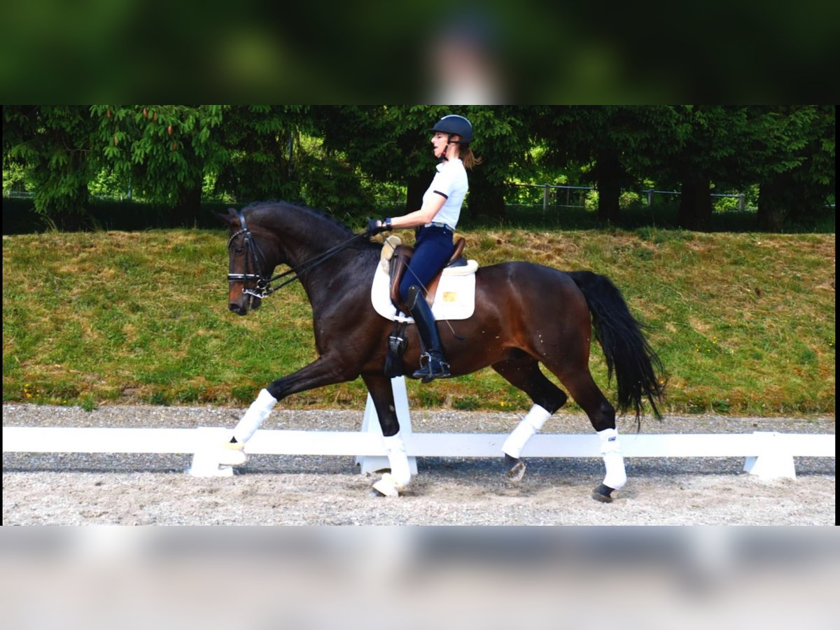 Westfale Wallach 10 Jahre 170 cm Dunkelbrauner in Freiensteinau