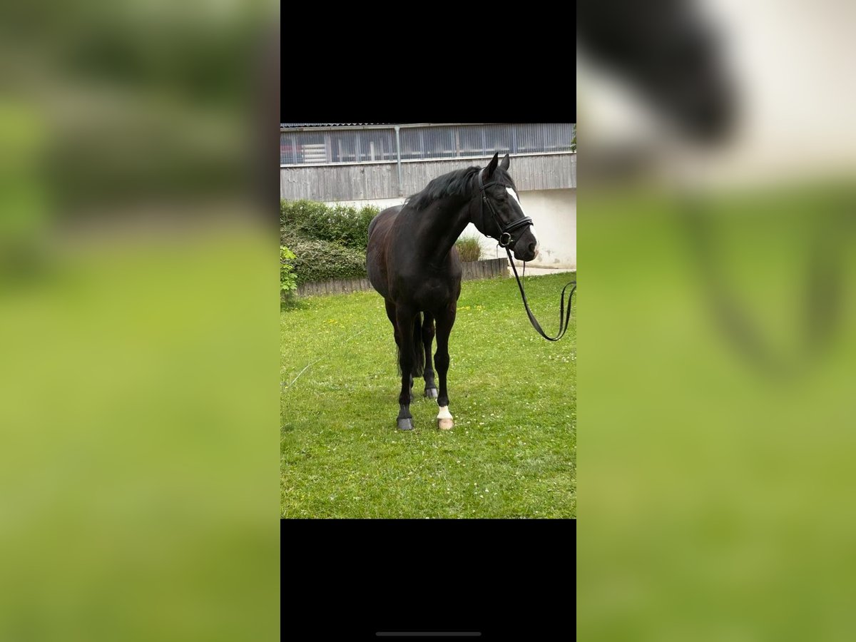 Westfale Wallach 10 Jahre 170 cm Rappe in Ried