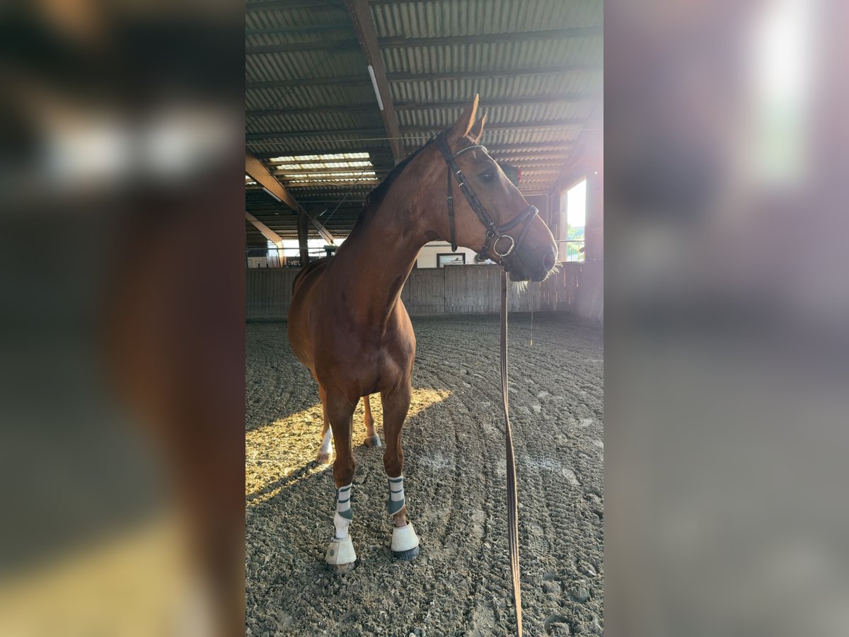 Westfale Wallach 10 Jahre 176 cm Fuchs in Bad Salzuflen