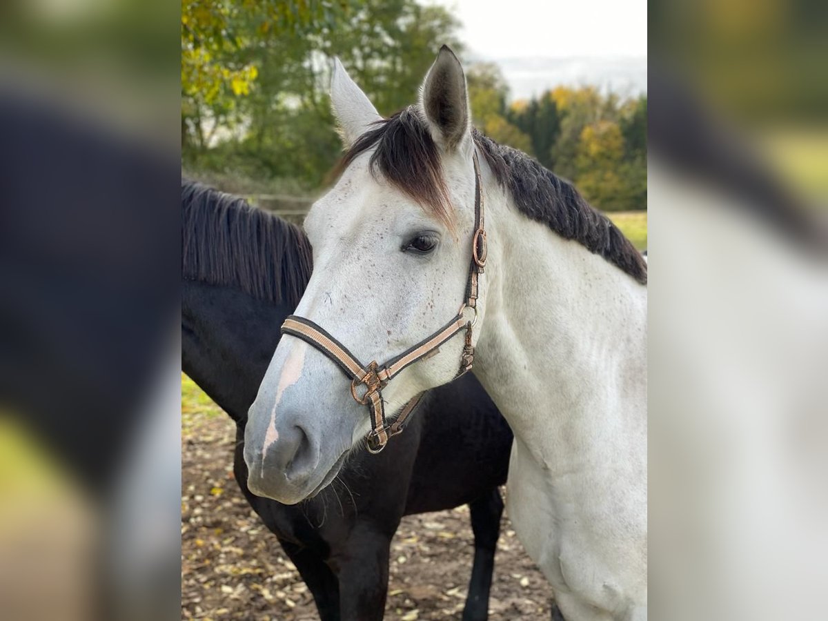 Westfale Wallach 10 Jahre 178 cm Schimmel in Olsztyn