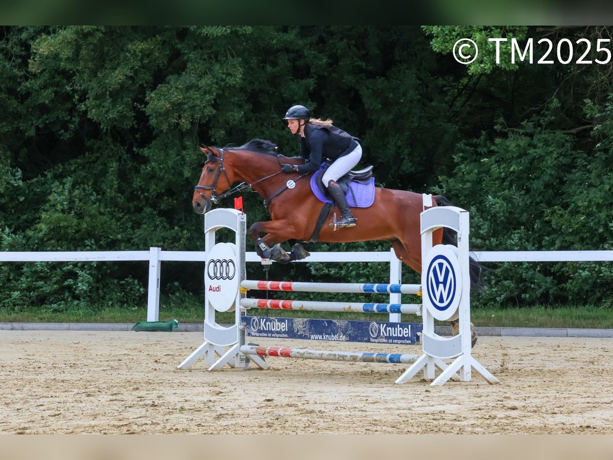 Westfale Wallach 10 Jahre 180 cm Brauner in SendenhorsT