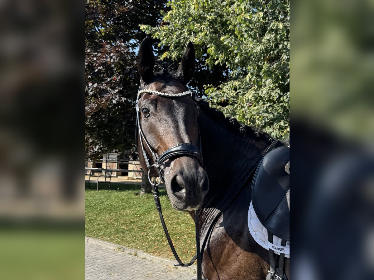 Westfale Wallach 10 Jahre 180 cm Dunkelbrauner in Tuntenhausen