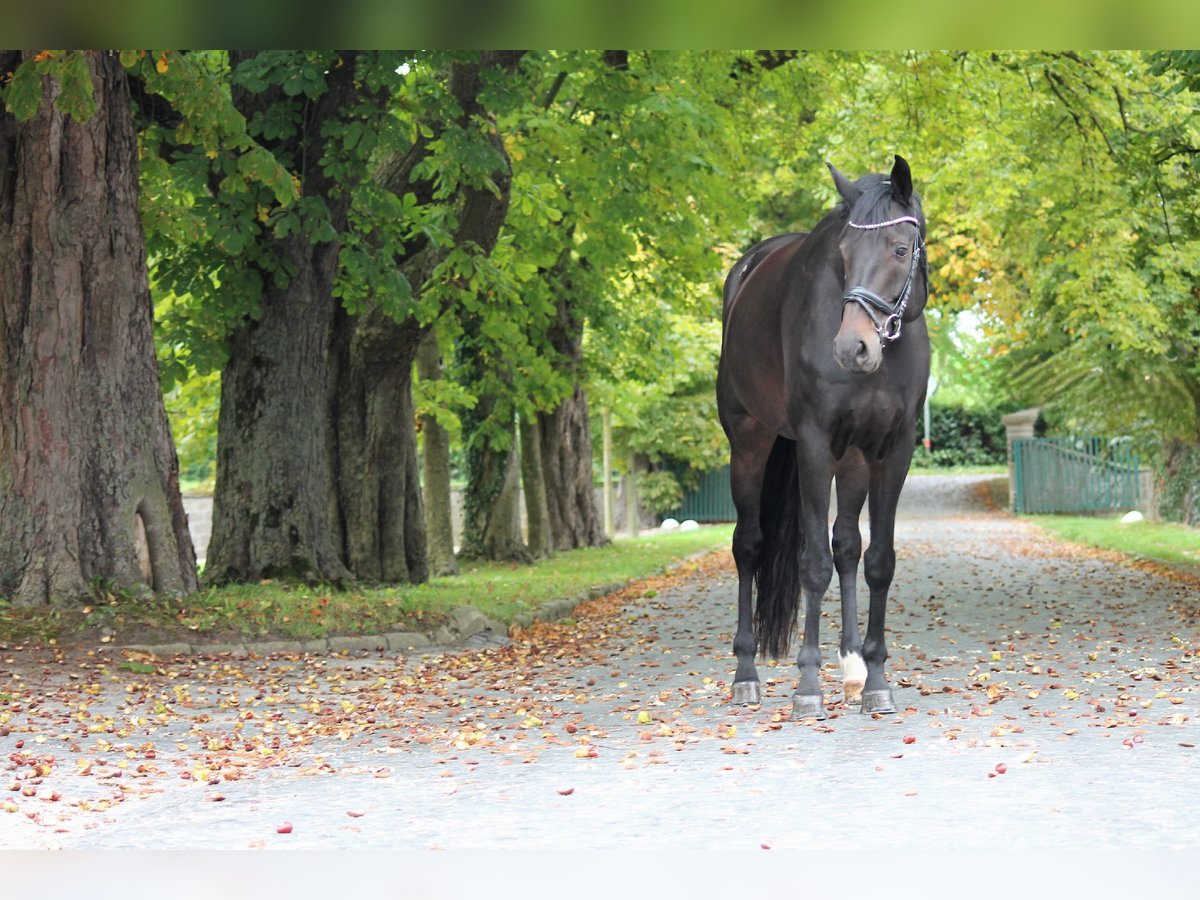Westfale Wallach 10 Jahre 180 cm Schwarzbrauner in Tuntenhausen
