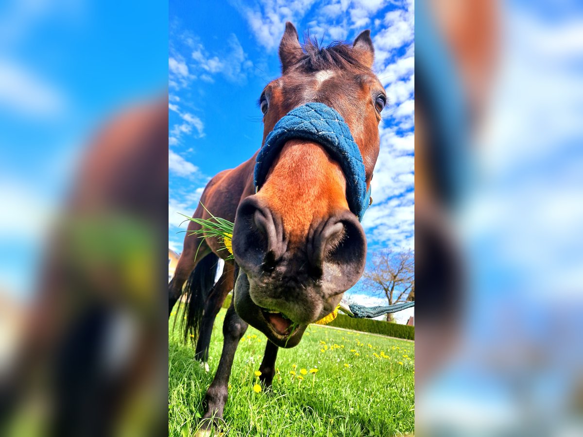 Westfale Wallach 11 Jahre 161 cm Dunkelbrauner in Hutthurm