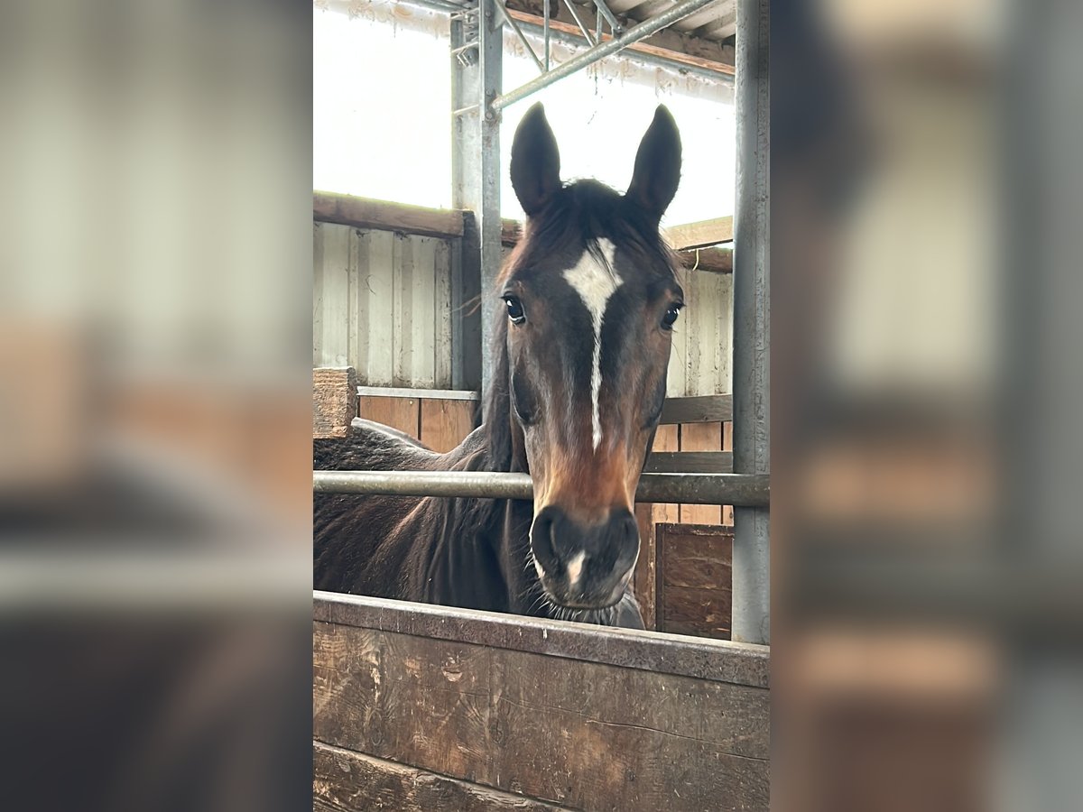 Westfale Wallach 11 Jahre 163 cm Dunkelbrauner in Schmitten