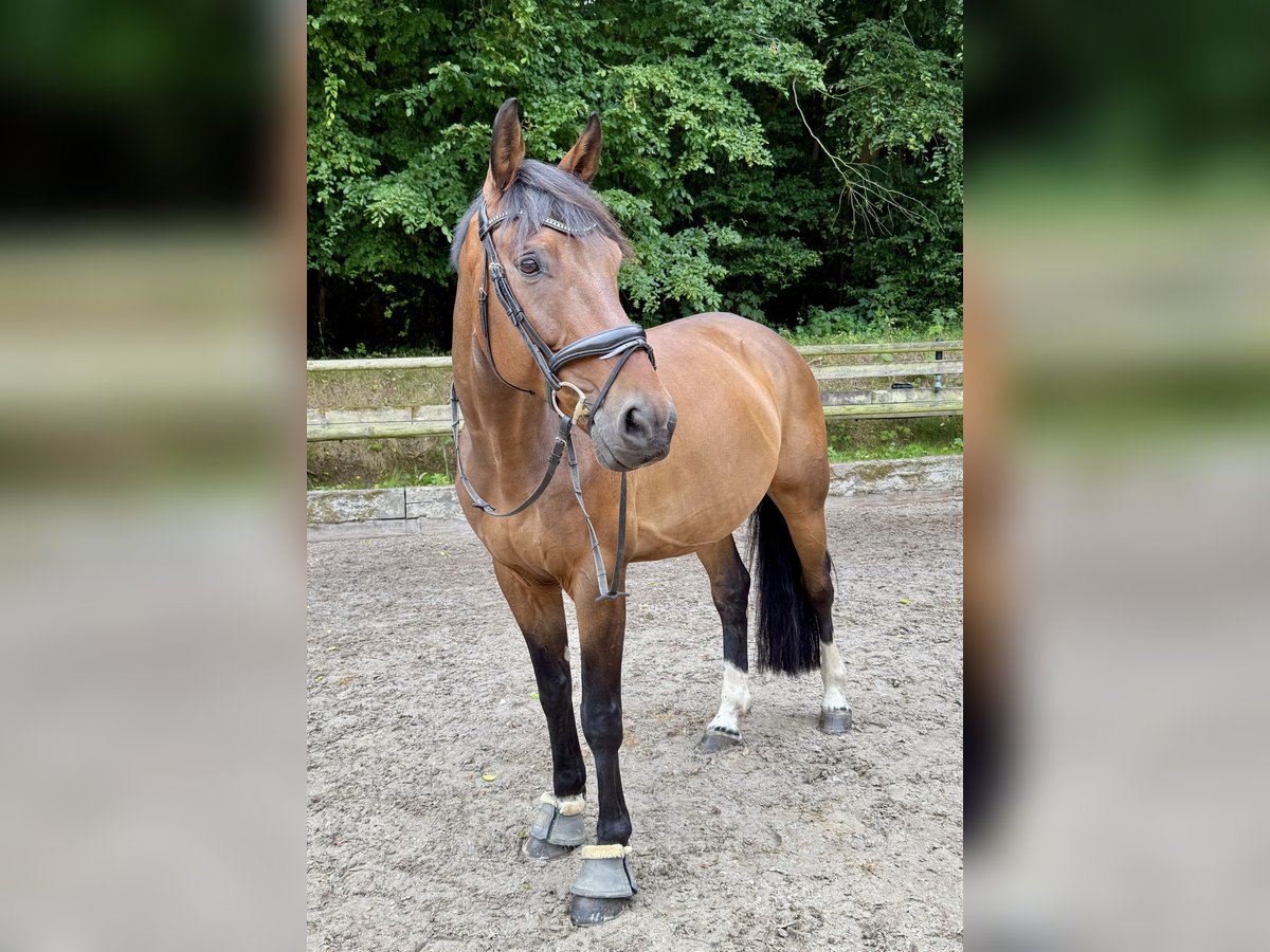 Westfale Wallach 11 Jahre 168 cm Dunkelbrauner in Osnabr&#xFC;ck