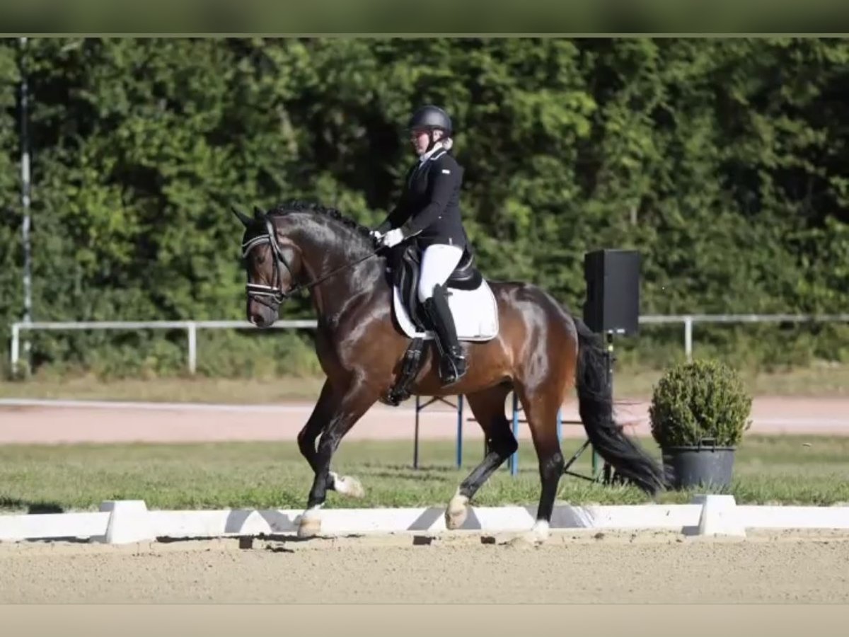 Westfale Wallach 11 Jahre 170 cm Dunkelbrauner in Münster