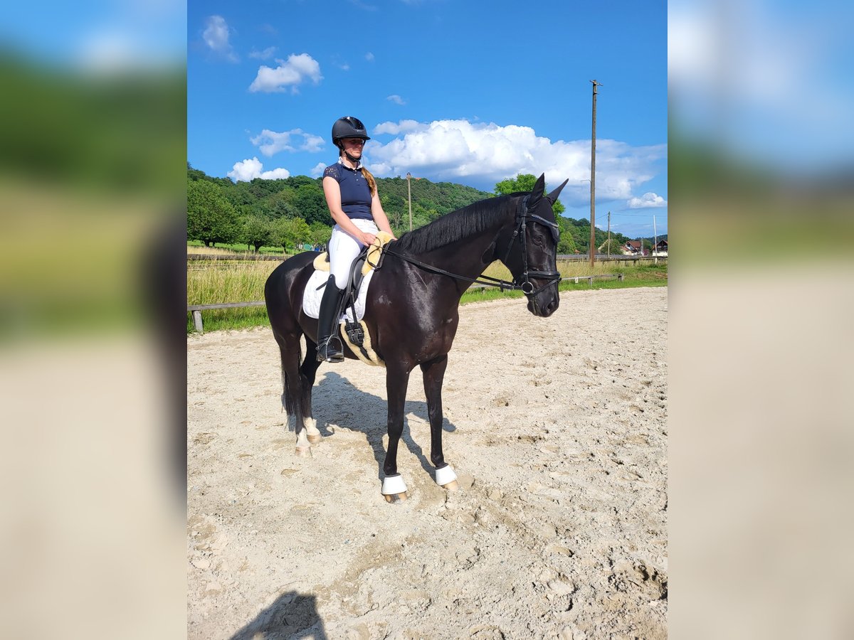 Westfale Wallach 11 Jahre 170 cm Rappe in Breuberg