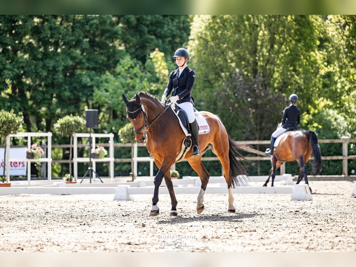 Westfale Wallach 11 Jahre 173 cm Brauner in Herzlake