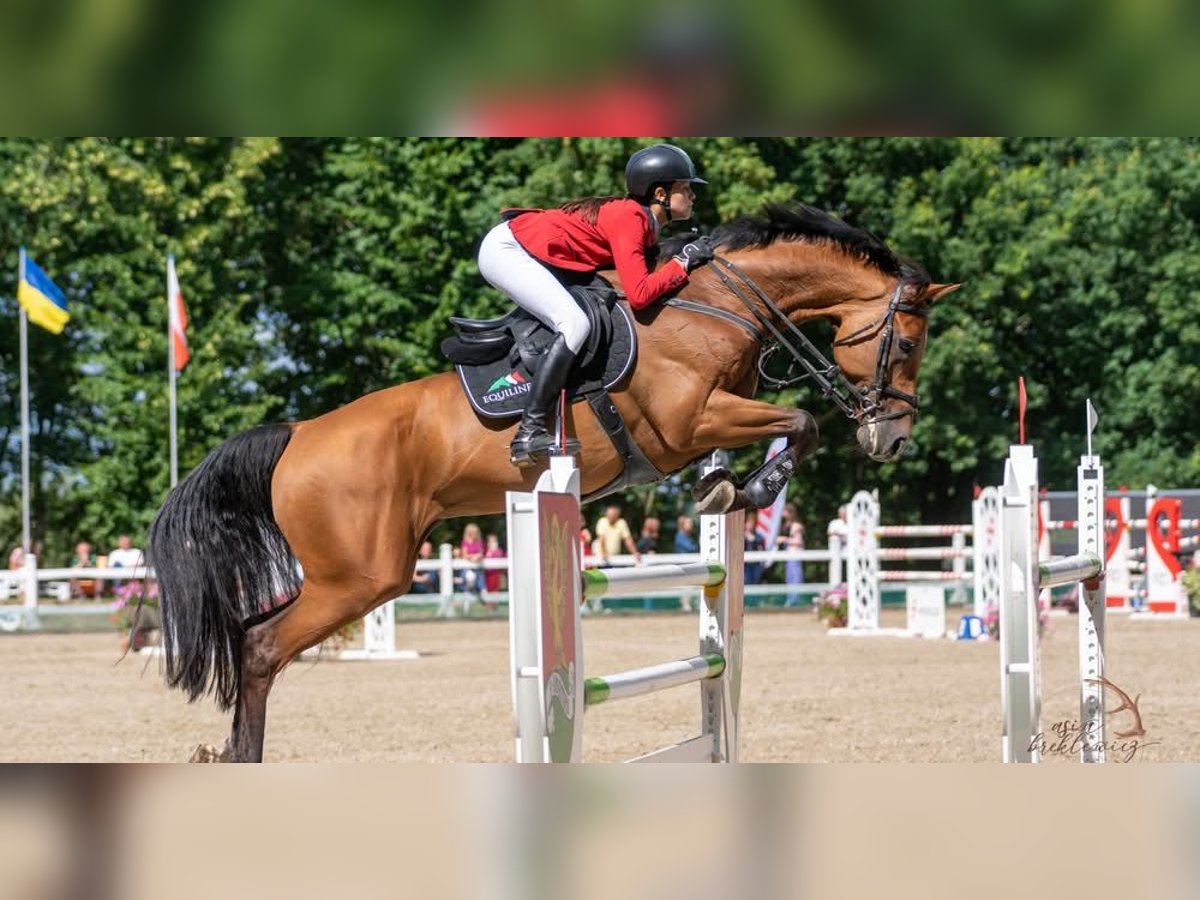 Westfale Wallach 11 Jahre 173 cm Brauner in Bar&#x142;omino