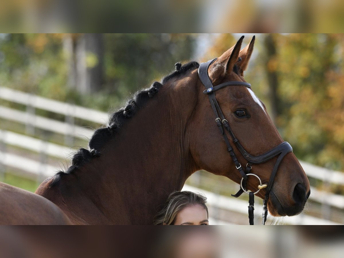 Westfale Wallach 11 Jahre 173 cm Brauner in Fischbachau