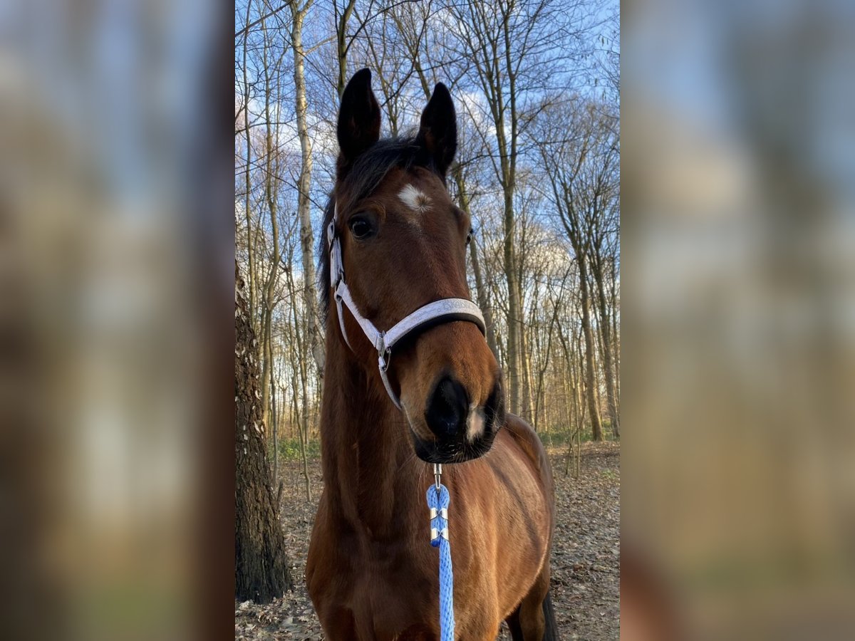 Westfale Wallach 11 Jahre 175 cm Brauner in Oststeinbek