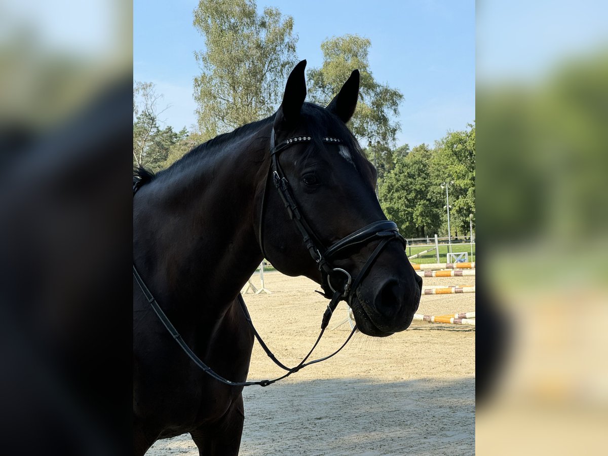 Westfale Wallach 11 Jahre 183 cm Dunkelbrauner in Bad Lippspringe