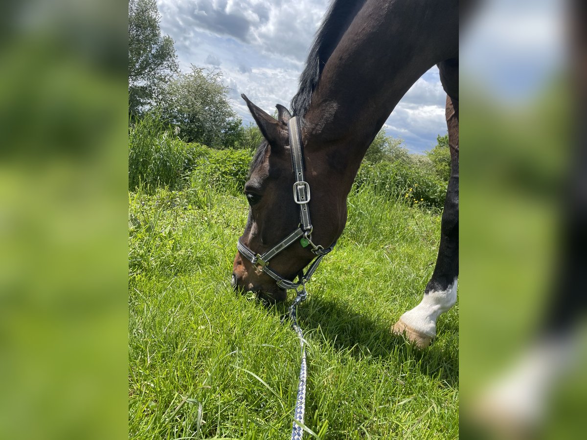 Westfale Wallach 12 Jahre 165 cm Brauner in Beckum