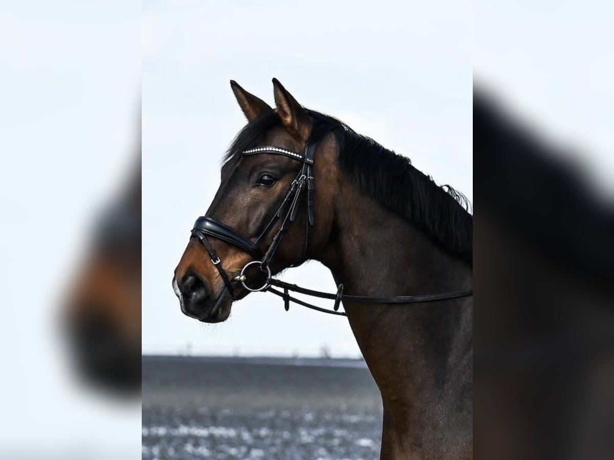Westfale Wallach 12 Jahre 168 cm Brauner in Dortmund