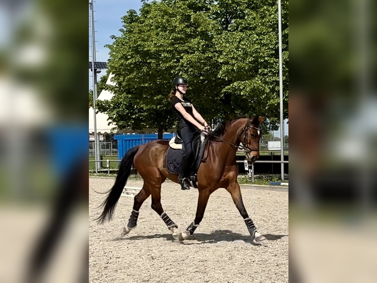 Westfale Wallach 12 Jahre 170 cm Brauner in Bensheim