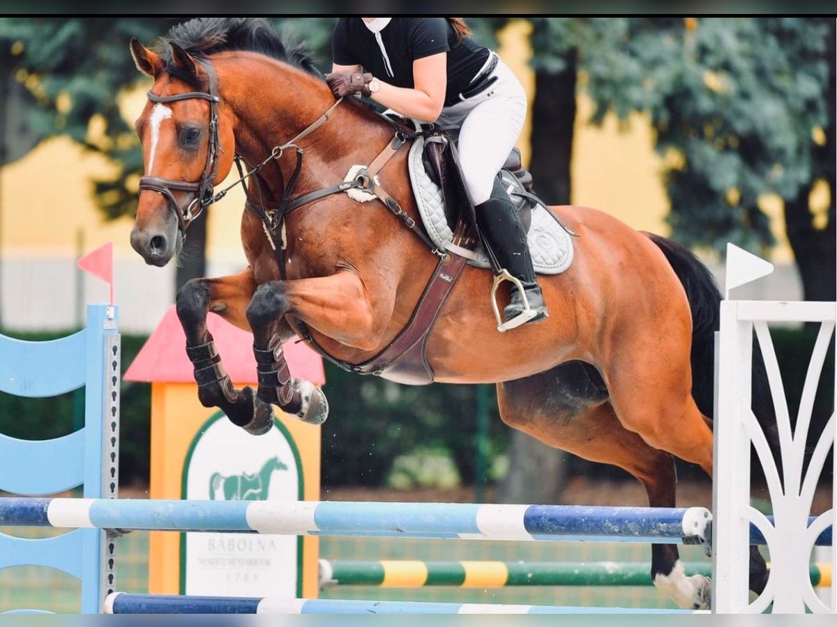 Westfale Wallach 12 Jahre 170 cm Brauner in Liebing