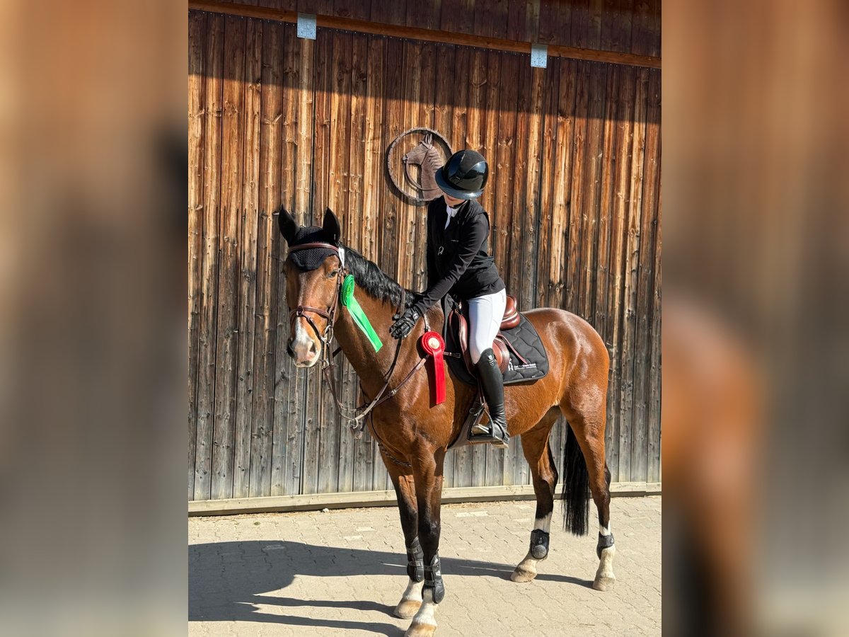 Westfale Wallach 12 Jahre 170 cm in Weilheim an der Teck