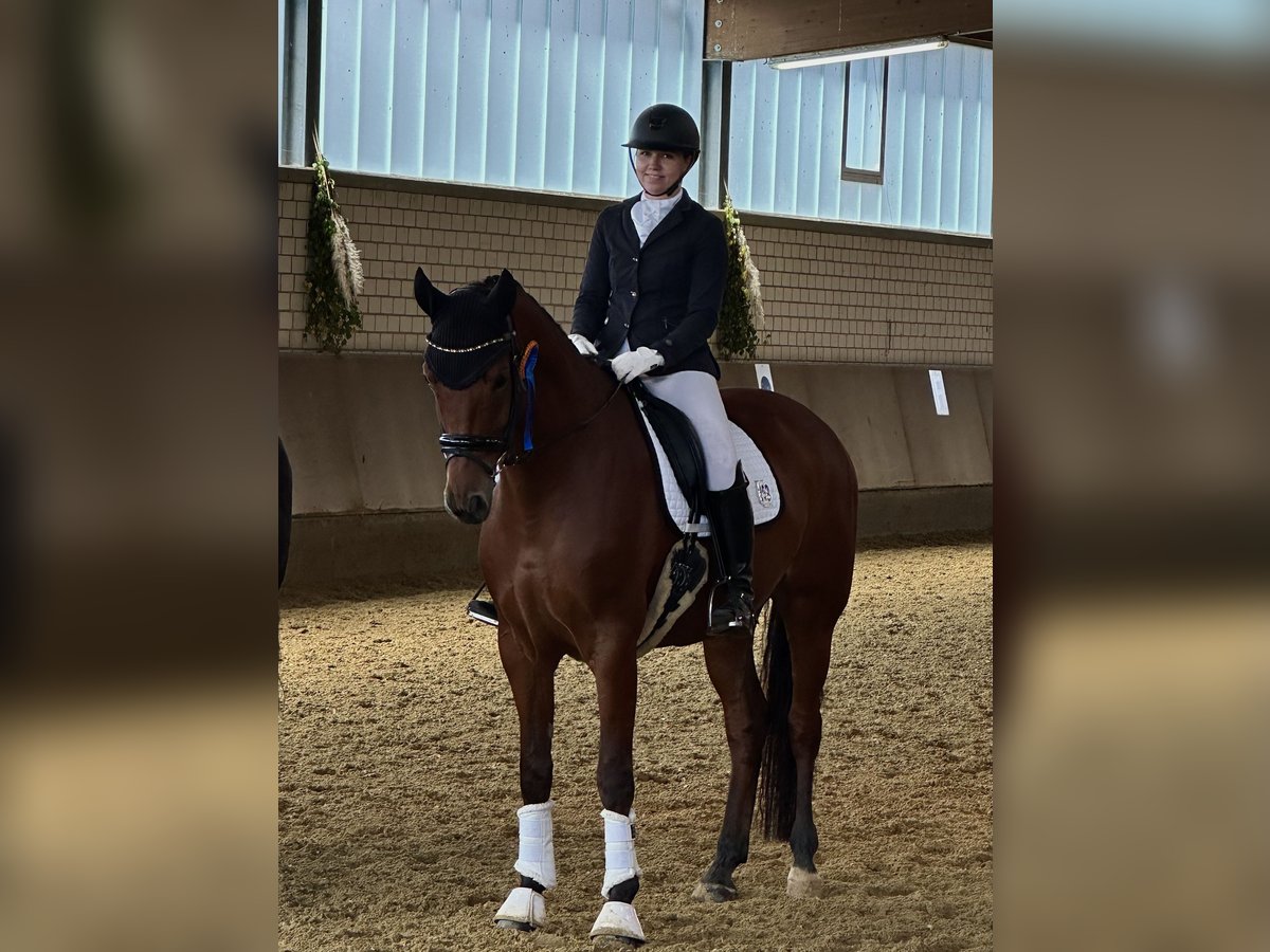 Westfale Wallach 12 Jahre 172 cm Brauner in B&#xFC;ren
