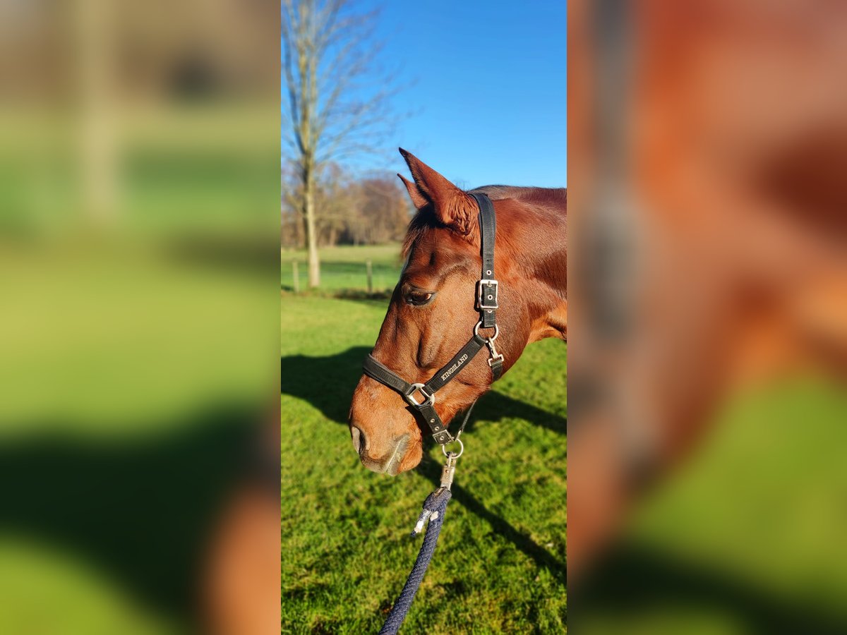 Westfale Wallach 12 Jahre 172 cm Dunkelfuchs in Verl