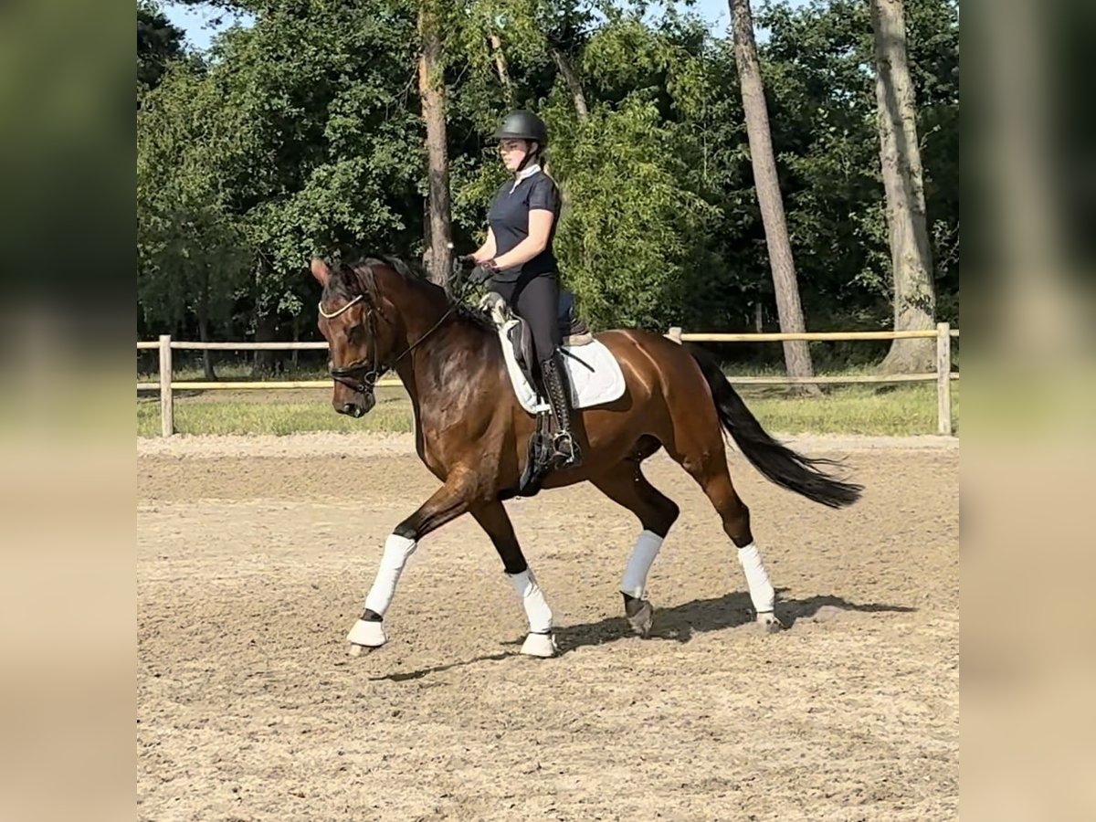Westfale Wallach 12 Jahre 175 cm Brauner in Bielefeld