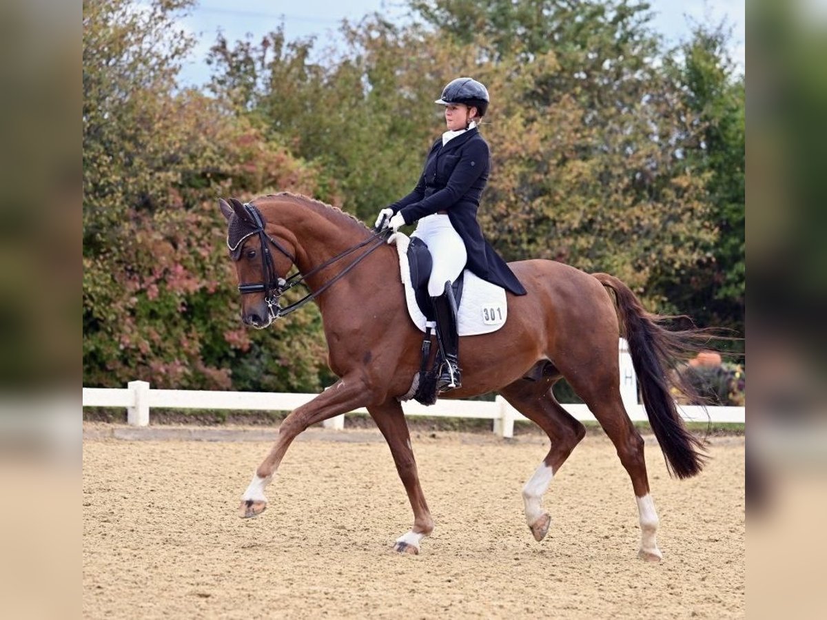 Westfale Wallach 12 Jahre 175 cm Fuchs in Goldkronach