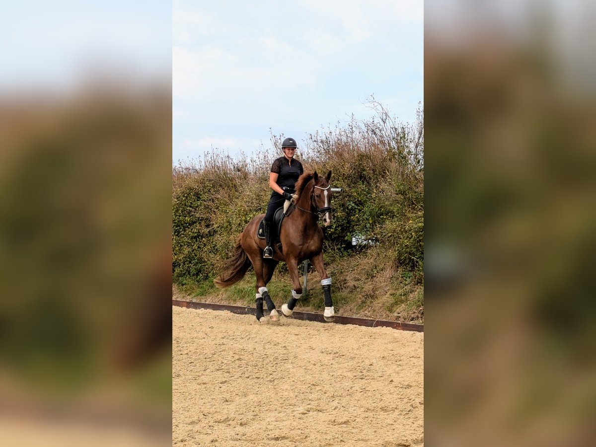 Westfale Wallach 12 Jahre 177 cm Fuchs in Stade
