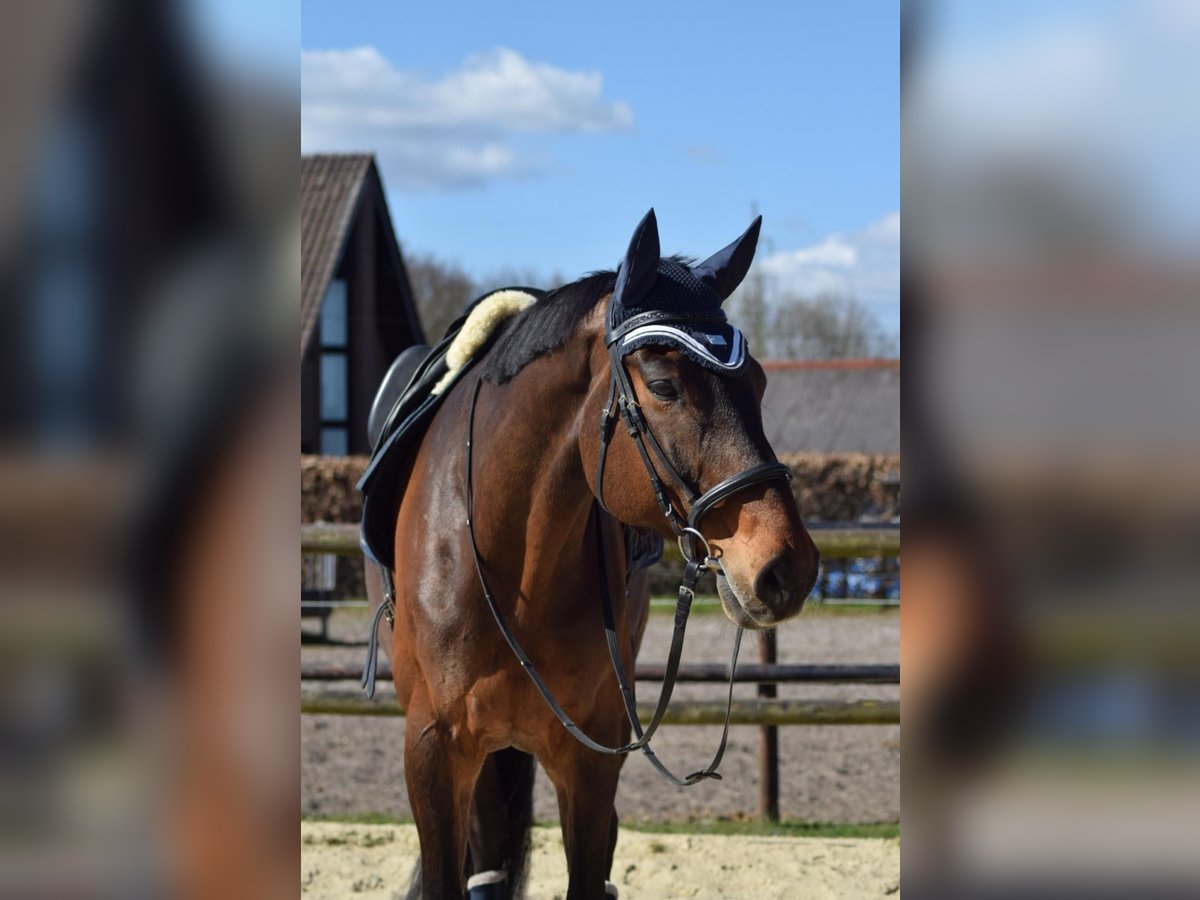 Westfale Wallach 12 Jahre 180 cm Brauner in M&#xFC;nster