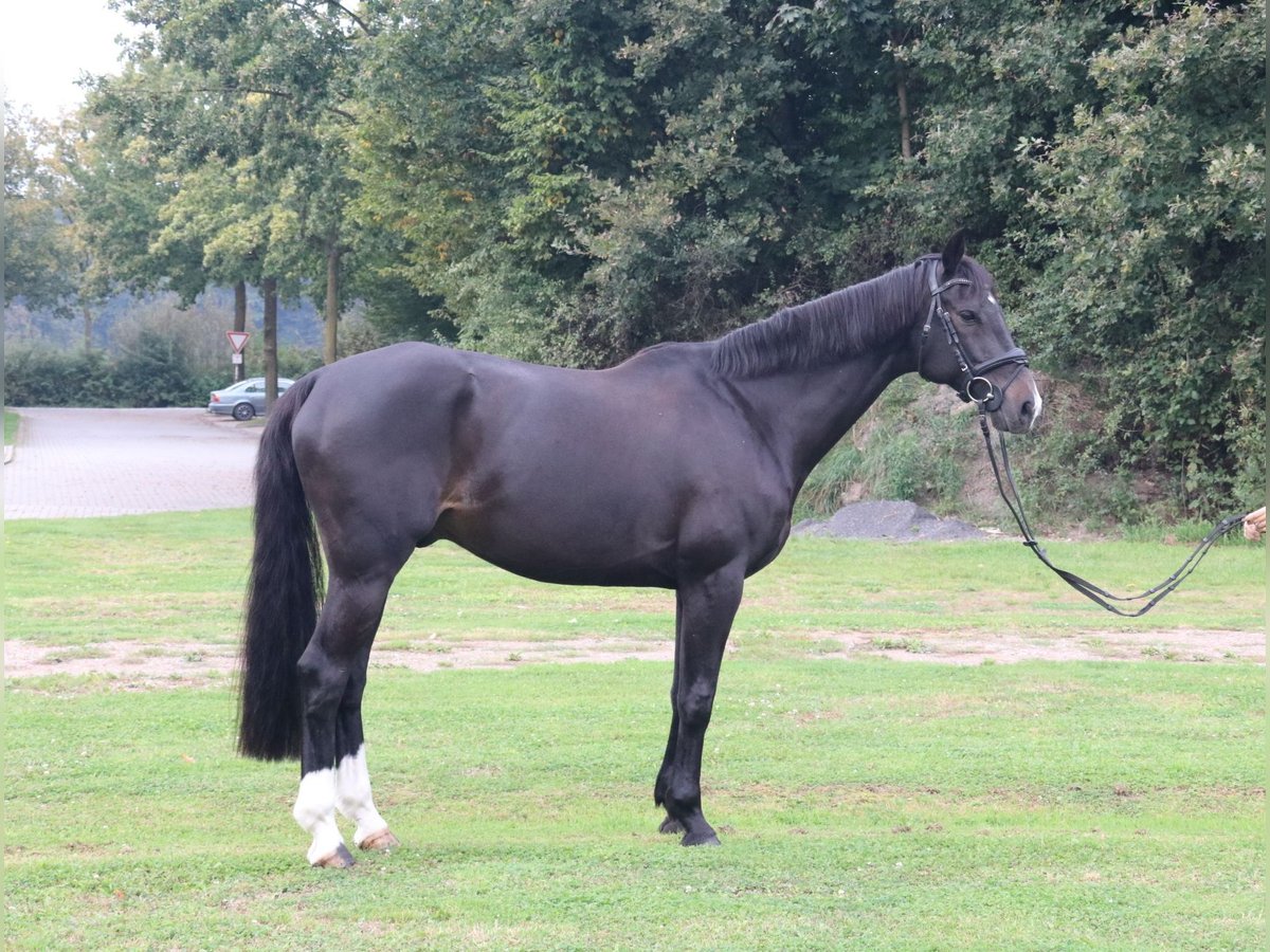 Westfale Wallach 13 Jahre 165 cm Dunkelbrauner in Legden