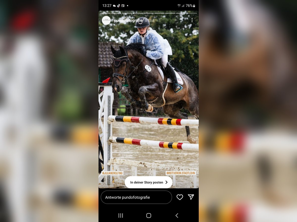 Westfale Wallach 13 Jahre 167 cm Dunkelbrauner in Borken Westfale Wallach 13 Jahre 167 cm Dunkelbrauner in Borken