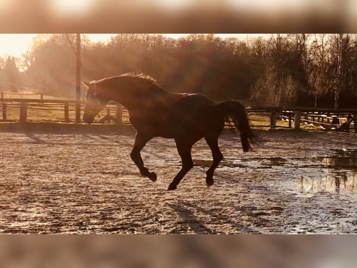 Westfale Wallach 13 Jahre 170 cm Brauner in Hamm-Sandbochum