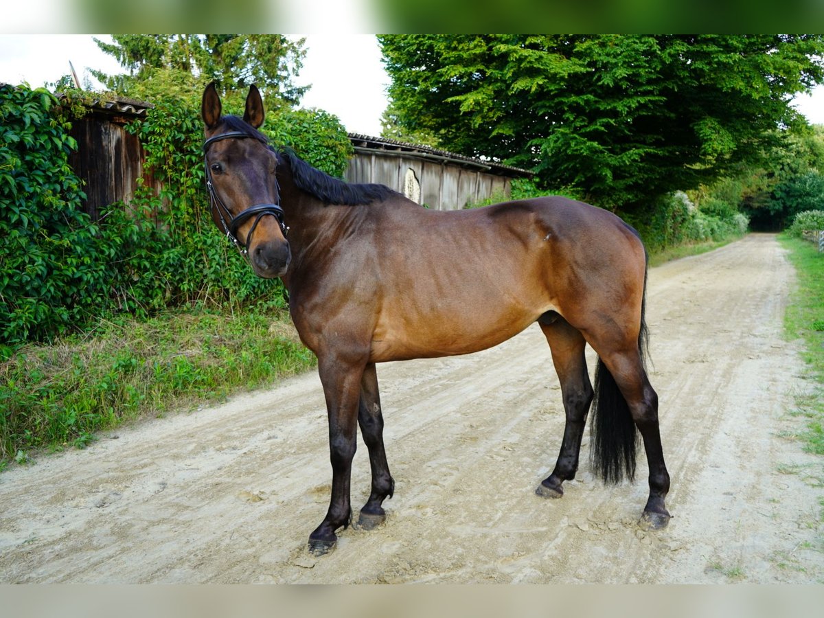Westfale Wallach 13 Jahre 170 cm Dunkelbrauner in Marl