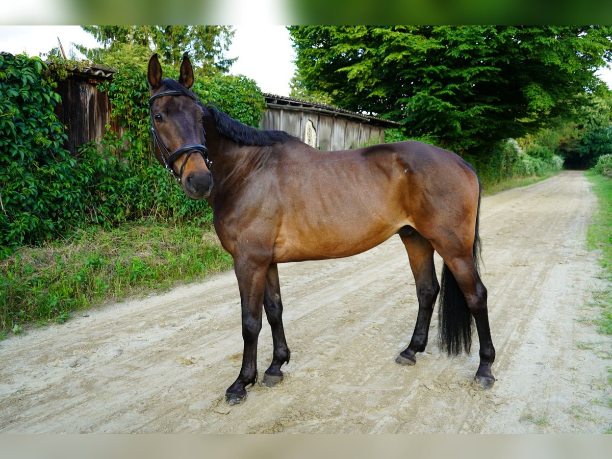 Westfale Wallach 13 Jahre 170 cm Dunkelbrauner in Marl