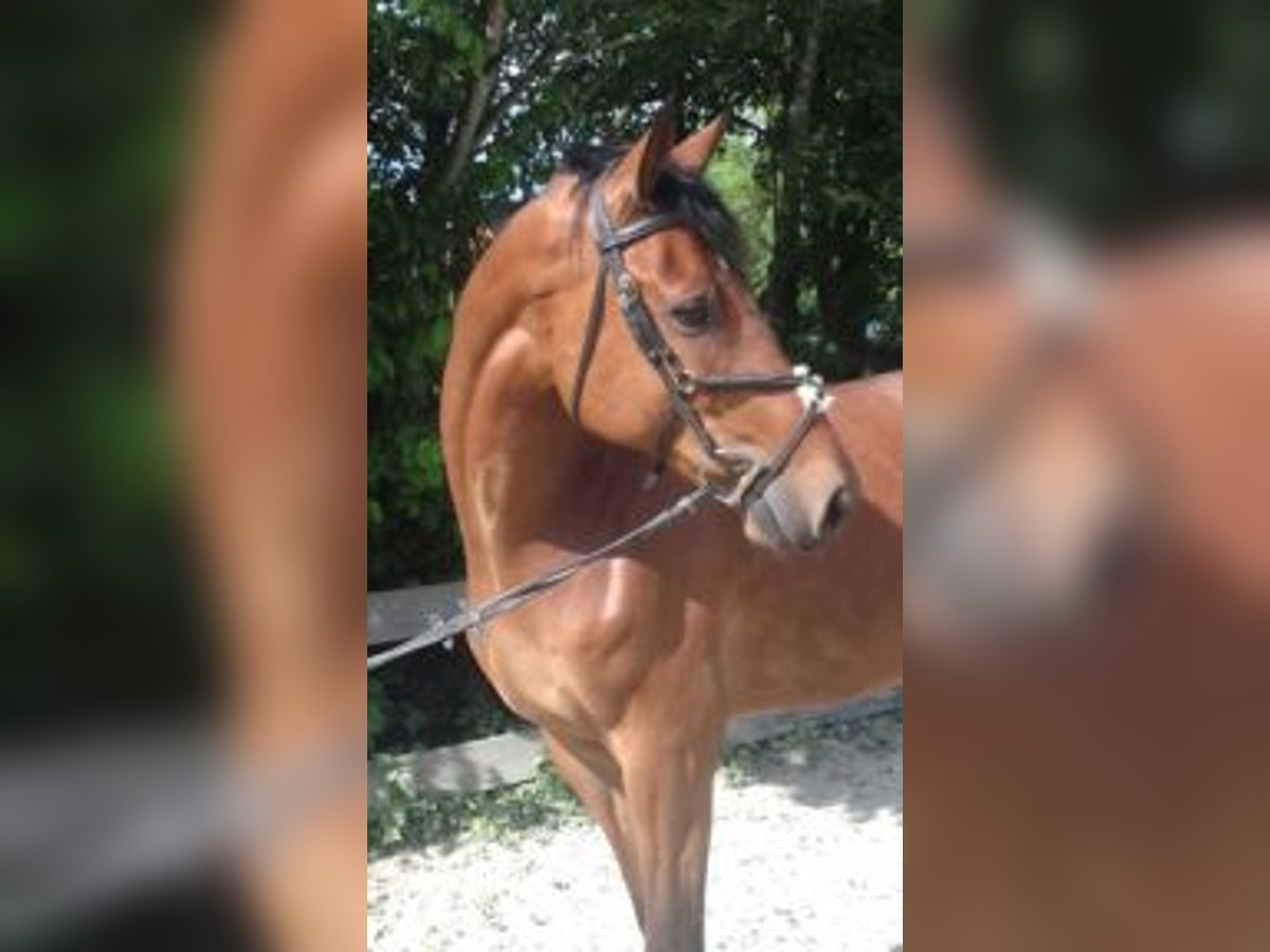 Westfale Wallach 13 Jahre 172 cm Brauner in Neustadt in Sachsen