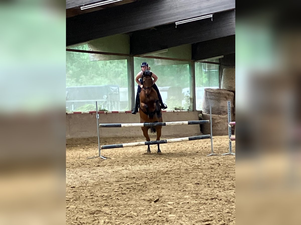 Westfale Wallach 13 Jahre 174 cm Brauner in Greven