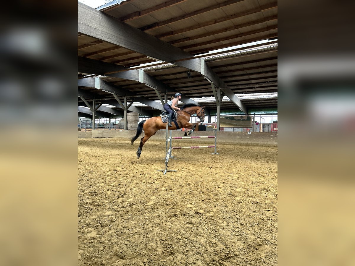 Westfale Wallach 13 Jahre 174 cm Brauner in Greven