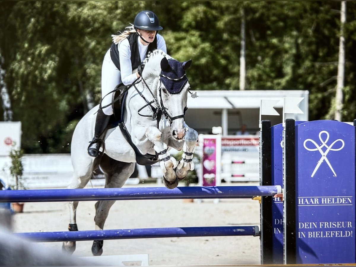 Westfale Wallach 13 Jahre 175 cm Schimmel in Harsewinkel