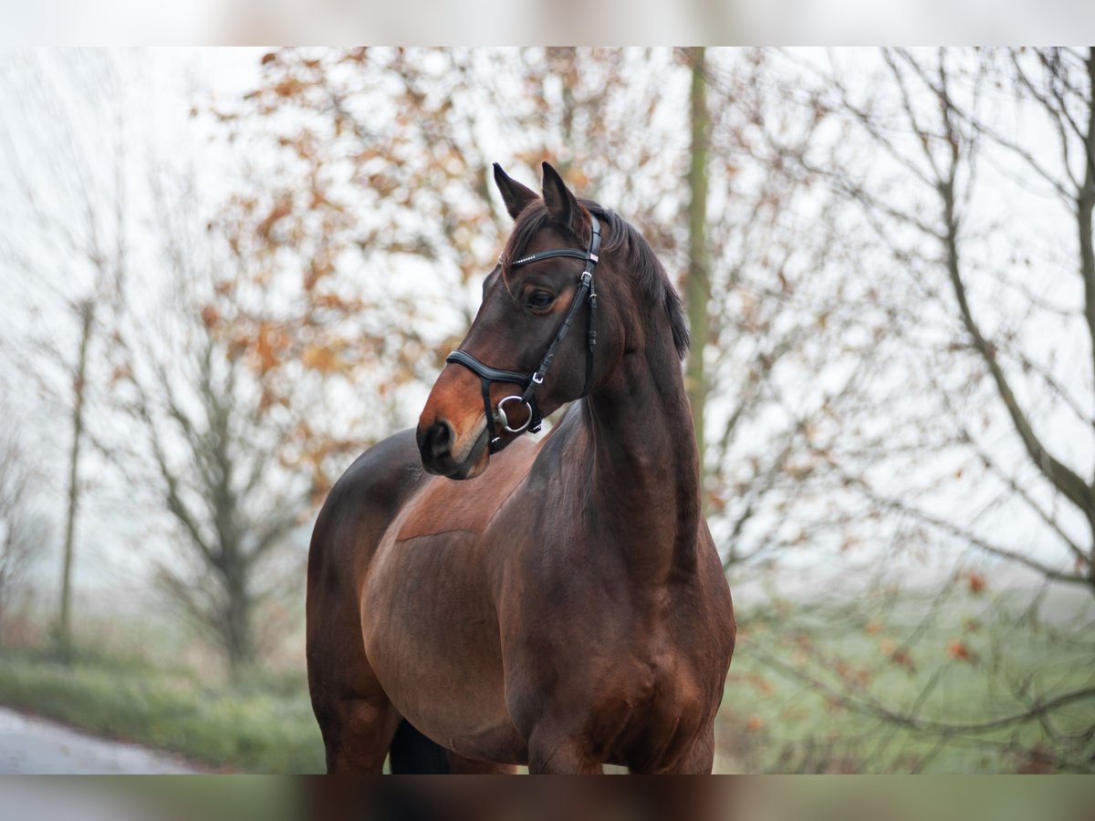 Westfale Wallach 13 Jahre 177 cm Brauner in Emden