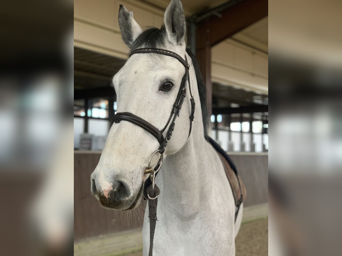 Westfale Wallach 13 Jahre 180 cm Schimmel in Kaarst
