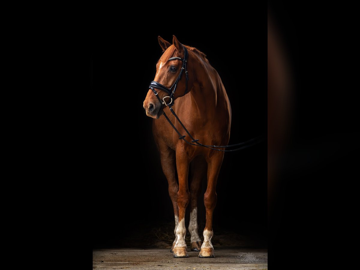 Westfale Wallach 14 Jahre 165 cm Fuchs in Wielenbach