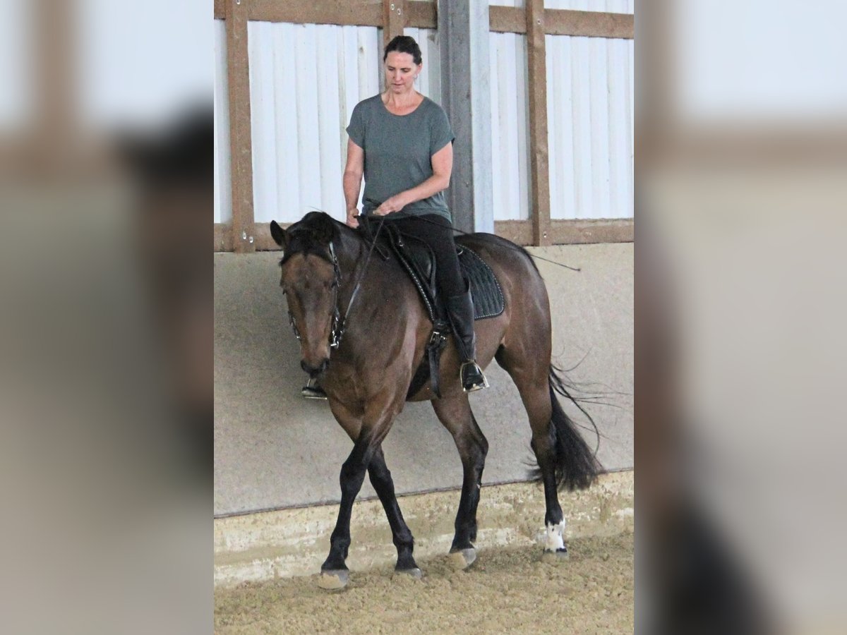 Westfale Wallach 14 Jahre 167 cm Brauner in Overath