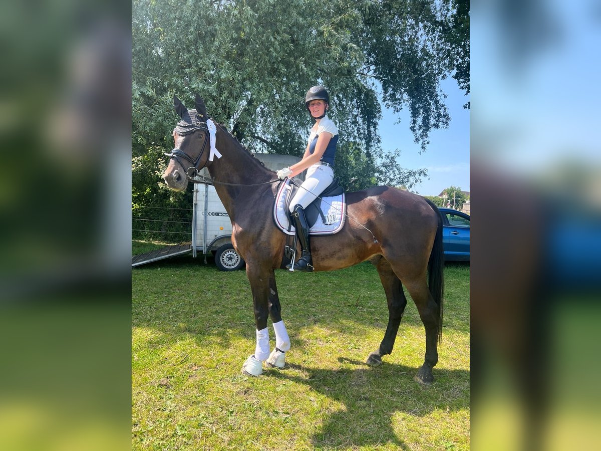Westfale Wallach 14 Jahre 172 cm Dunkelbrauner in Rheine